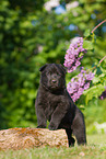 German Shepherd Puppy