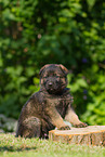 German Shepherd Puppy