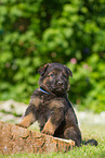 German Shepherd Puppy