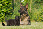 German Shepherds