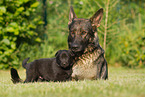 German Shepherds