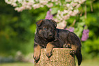 German Shepherd Puppy