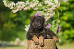 German Shepherd Puppy