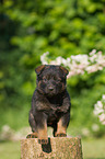 German Shepherd Puppy