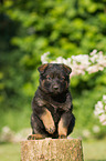 German Shepherd Puppy
