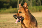 German Shepherd Portrait