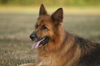 German Shepherd Portrait