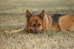 lying German Shepherd