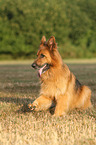 sitting German Shepherd