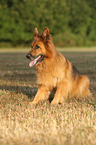 sitting German Shepherd