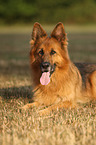 lying German Shepherd