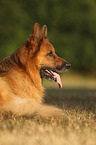 lying German Shepherd