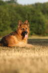 lying German Shepherd
