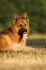 lying German Shepherd