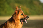German Shepherd Portrait