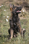 sitting German Shepherd Puppy