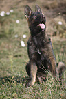 sitting German Shepherd Puppy