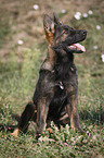 sitting German Shepherd Puppy