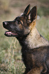 German Shepherd Portrait