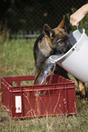 German Shepherd Puppy with water bucket