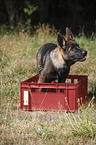 German Shepherd Puppy