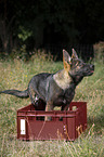 German Shepherd Puppy
