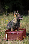 sitting German Shepherd Puppy