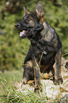 sitting German Shepherd