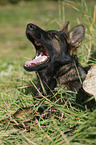 lying German Shepherd