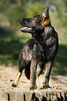standing German Shepherd