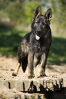 standing German Shepherd