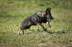 running German Shepherd