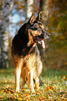 standing German Shepherd
