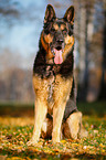 sitting German Shepherd