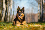 lying German Shepherd