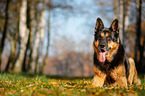 lying German Shepherd
