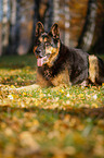 lying German Shepherd