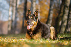 lying German Shepherd
