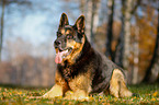 lying German Shepherd