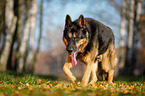 walking German Shepherd