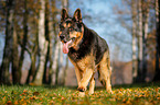 running German Shepherd