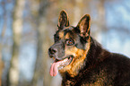 German Shepherd Portrait