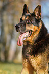 German Shepherd Portrait