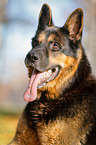 German Shepherd Portrait