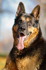 German Shepherd Portrait