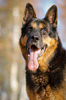 German Shepherd Portrait