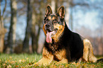 German Shepherd