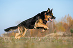 running German Shepherd