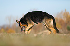 German Shepherd