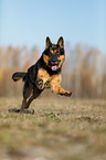 running German Shepherd